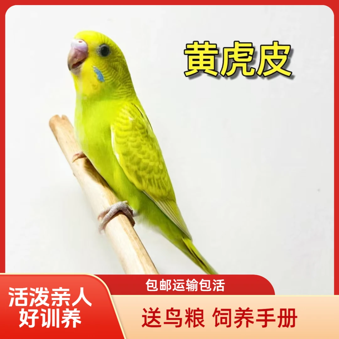 单只虎皮鹦鹉链接