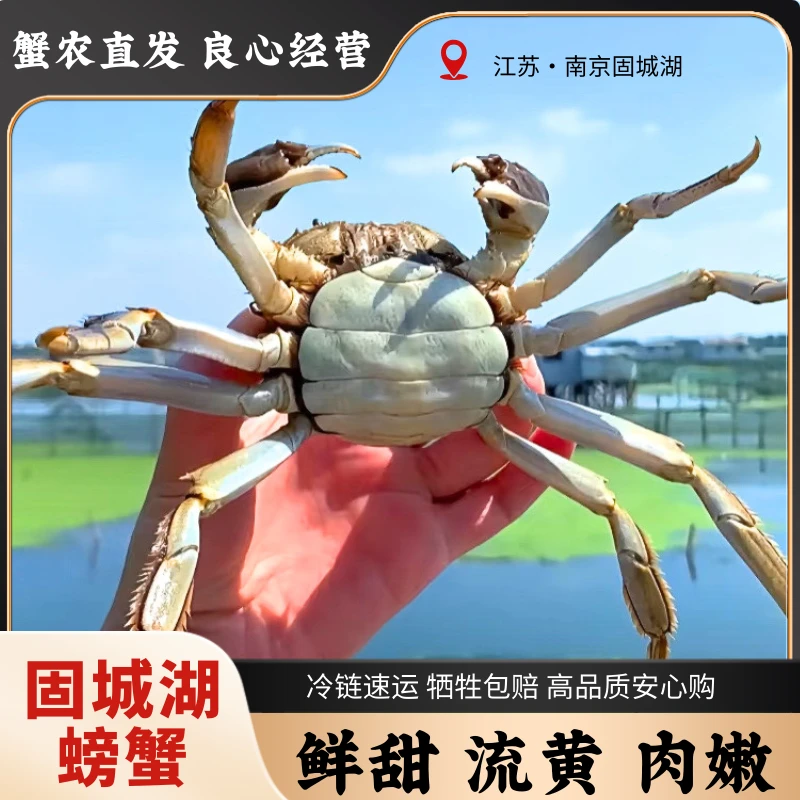 【3.5两全母蟹】8只八鲜过蟹 固城精选精品大闸蟹 鲜活大螃蟹