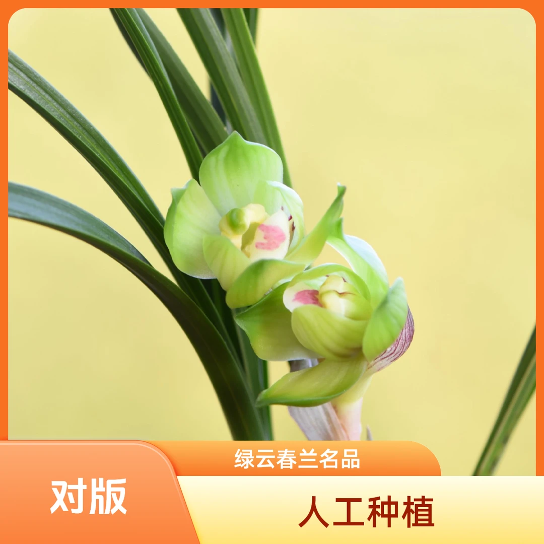 【绿云中透】春兰名品 皇后绿云花开浓香 好养易活 对版 人工种植