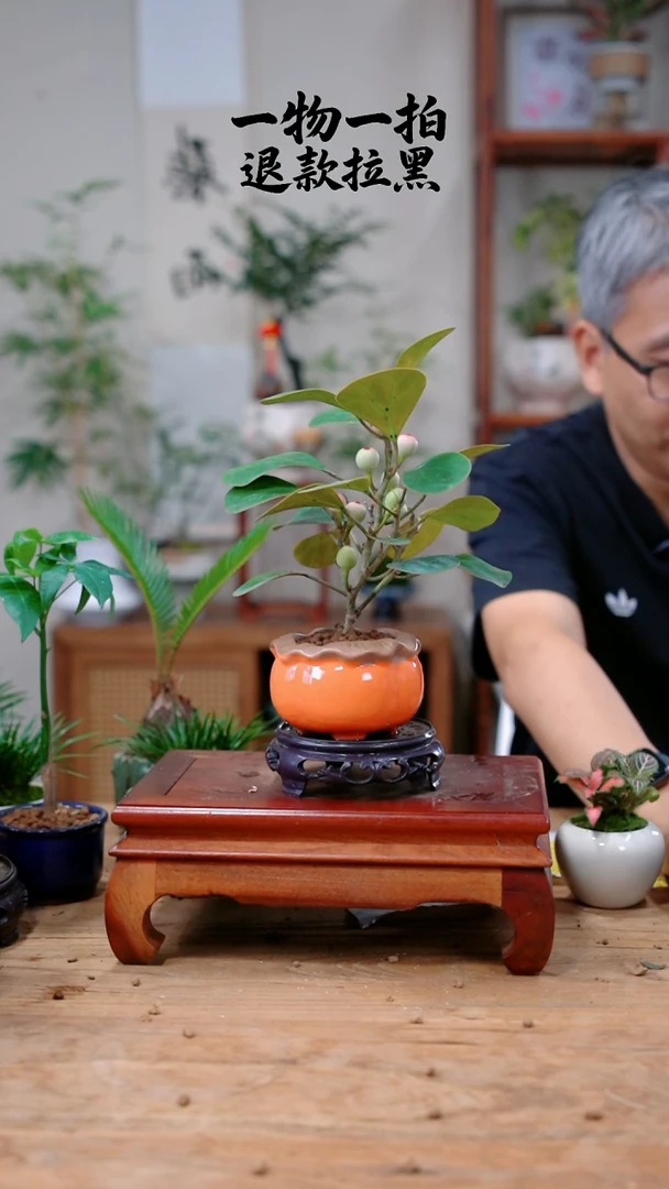 完全开放陌**开菩提589
