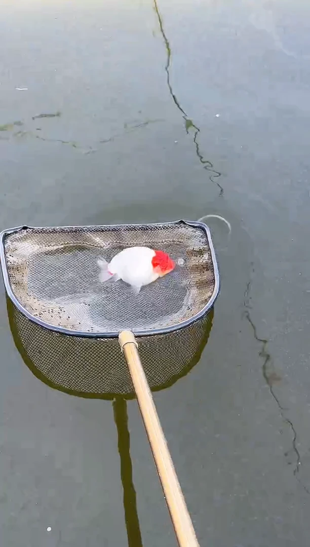 金鱼摇*哥水娃娃渔场观赏鱼兰寿金鱼 不包邮