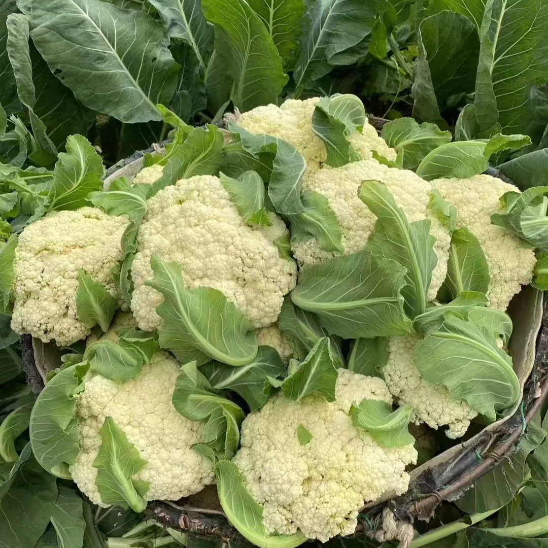 青泽农场-天津本地大棚青梗散菜花3斤装绿色蔬菜