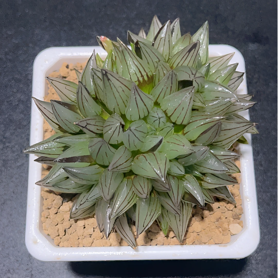 群身母本大西瓜寿多肉植物多肉玉露室内阳台小型盆栽带盆带土