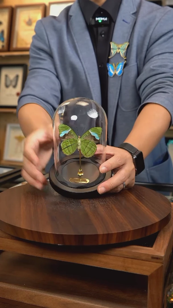 蓝带鸭反面小号玻璃罩