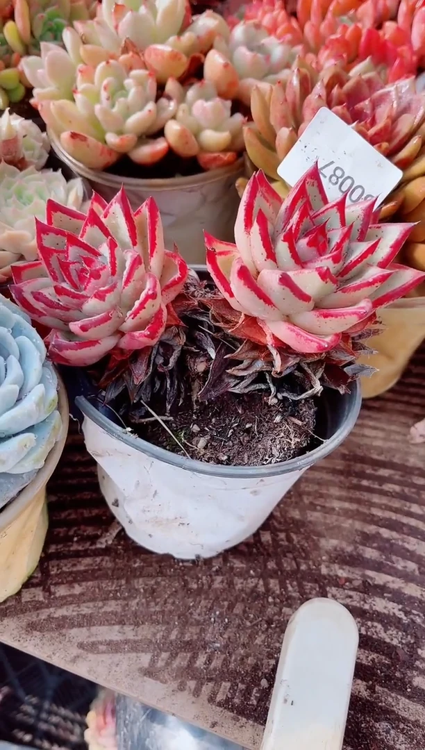 阿*跃跃精品多肉30087