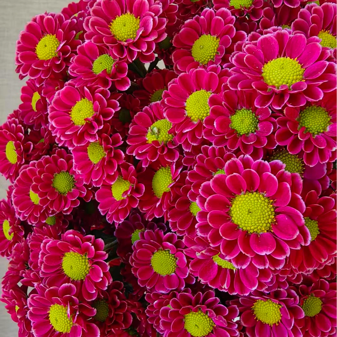 吉祥荷兰菊  耐寒耐热多年生植物  新手易养护