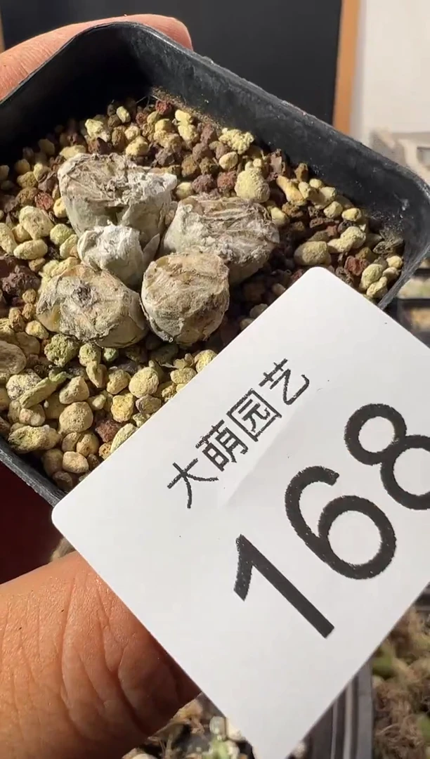 一物一拍          168