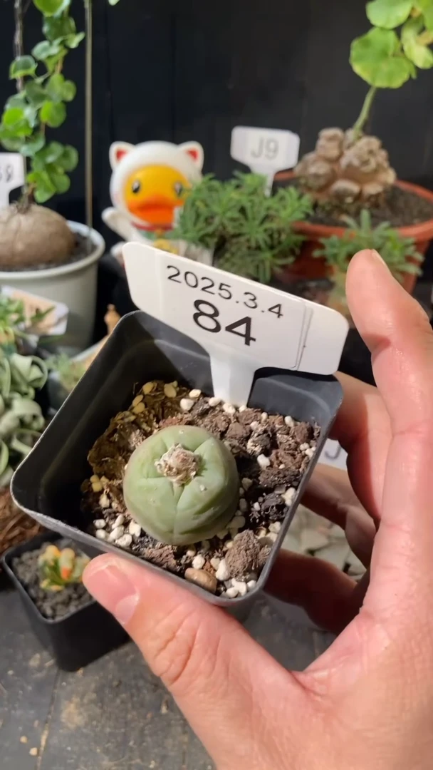 【闪购商品】仙人球一个，3.4.84