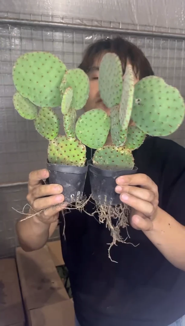 2颗 红太古 仙人掌【带盆土】