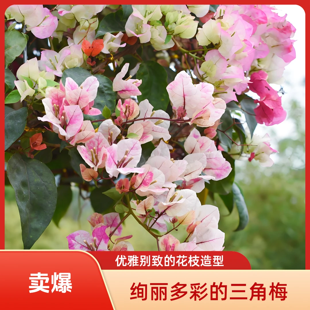 三角梅【一物一拍】高飘老桩四季勤开花阳台庭院好养植物 包邮发货