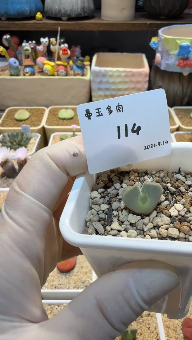 燃***毛25.9.14-114多肉