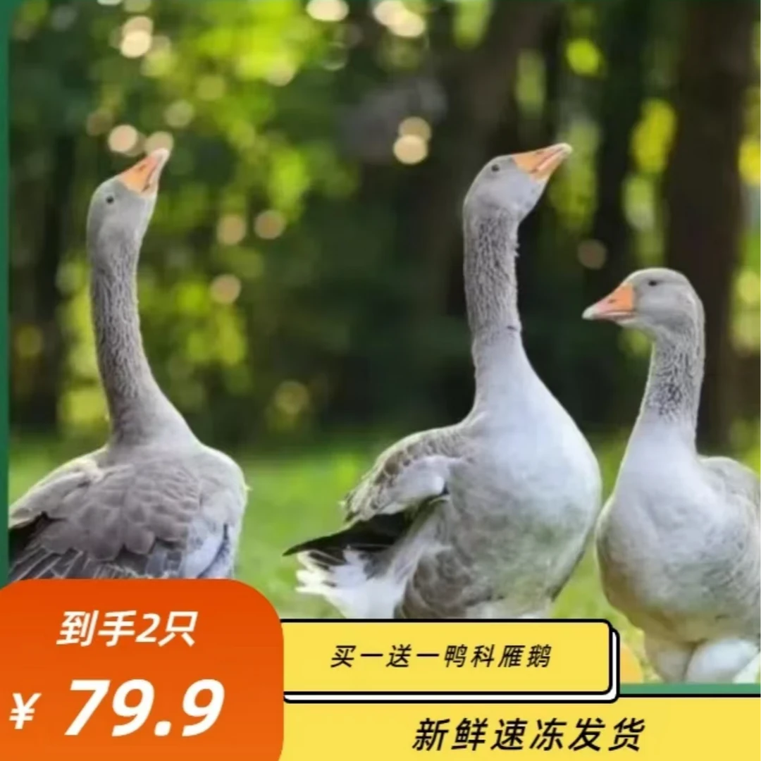 （顺丰）买1送1散养大雁鹅12斤带腿带翅膀内脏除舌头珍宰杀后8-9斤