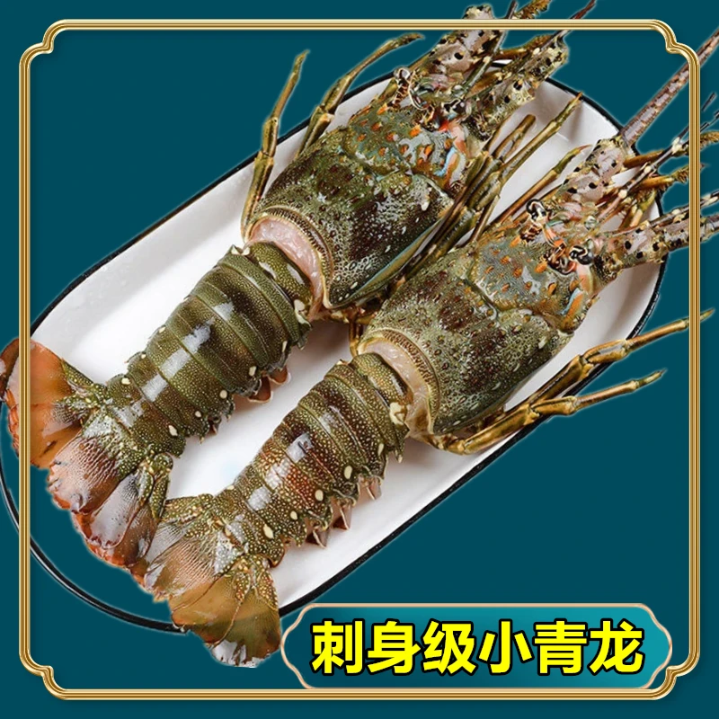新鲜小青龙龙虾鲜活冷冻澳龙鲜活大龙虾特大澳洲龙虾海鲜水产10只
