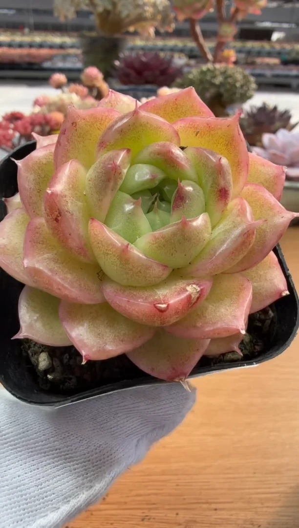 东云多肉园二店-254