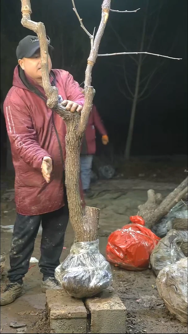 完全开放枣树284