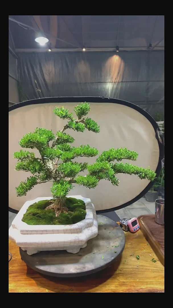无花朵黑****明1111111111111111111111