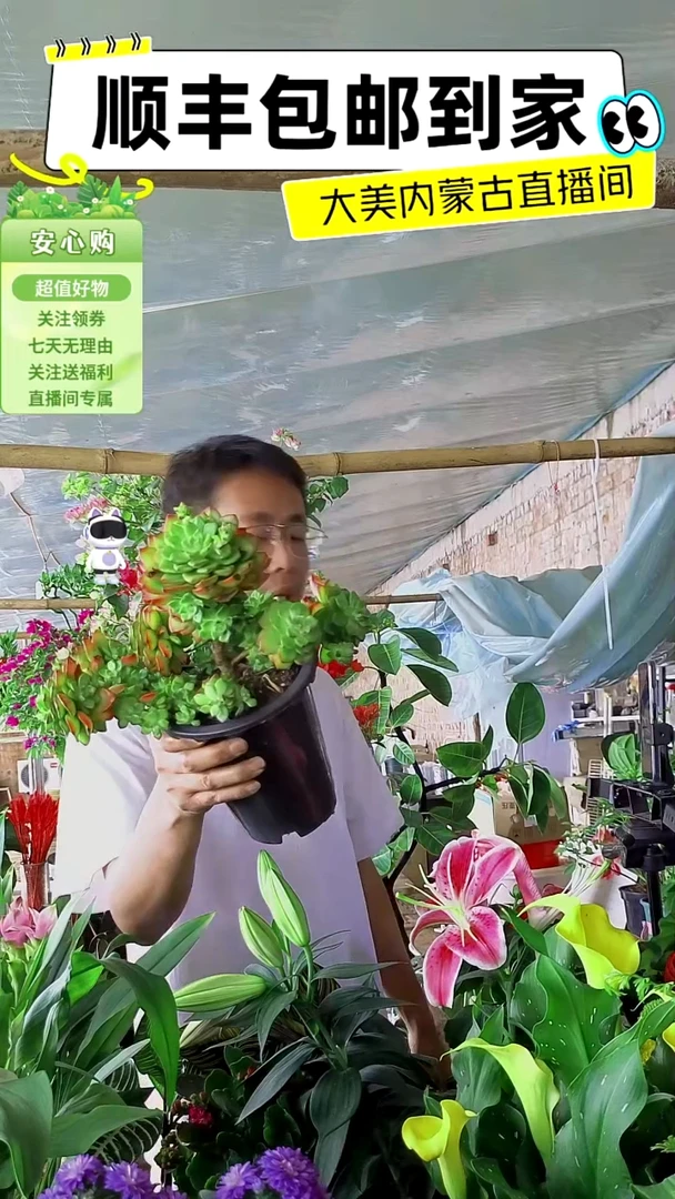 完全开放玉坠多肉