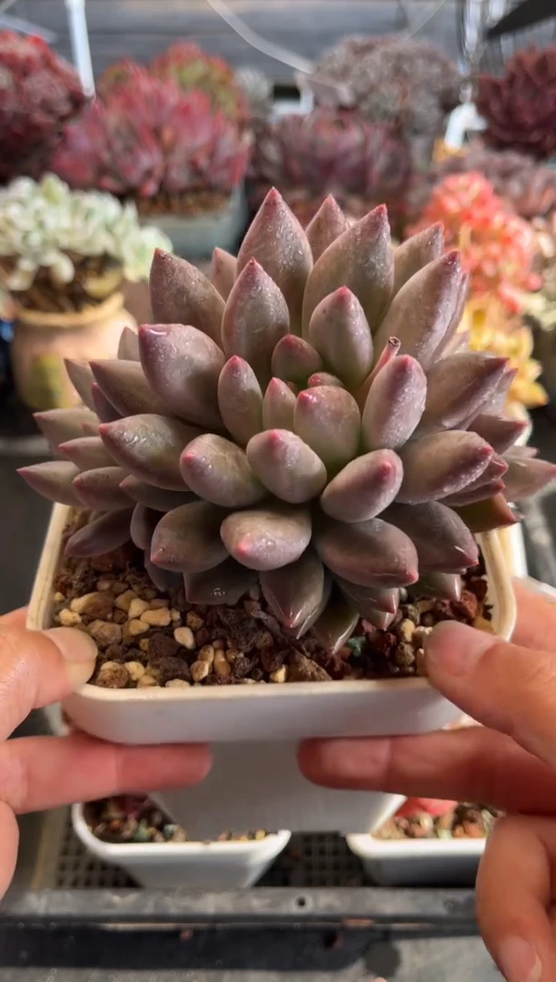 2602（天冷必拍保温箱，30米包邮）