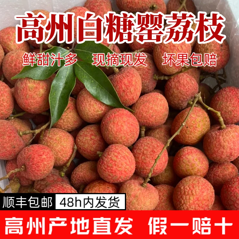 【白糖罂】正宗高州白糖罂荔枝新鲜荔枝整箱批发香甜多汁现摘现发