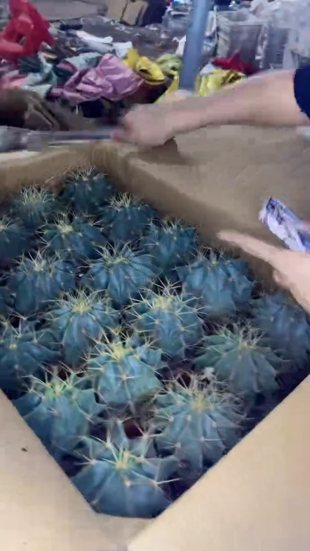 2颗 带刺 王冠龙【实生根】7-10cm