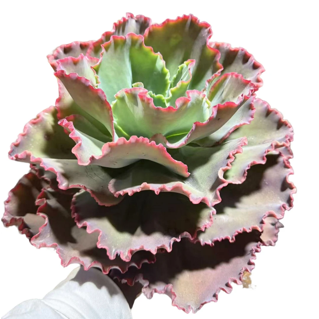 精品多肉植物 蓝色妖姬