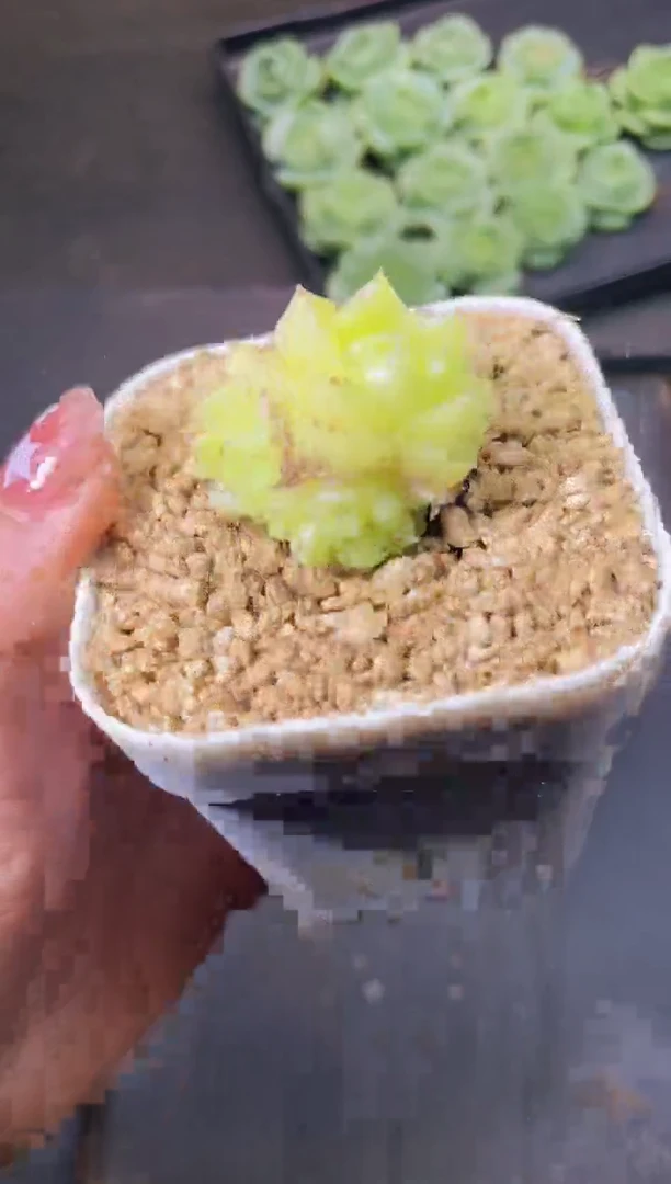 8133金色白银祭祀量拍一个随机发