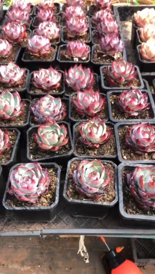 【闪购商品】脱土惊鸿仙子7.9米