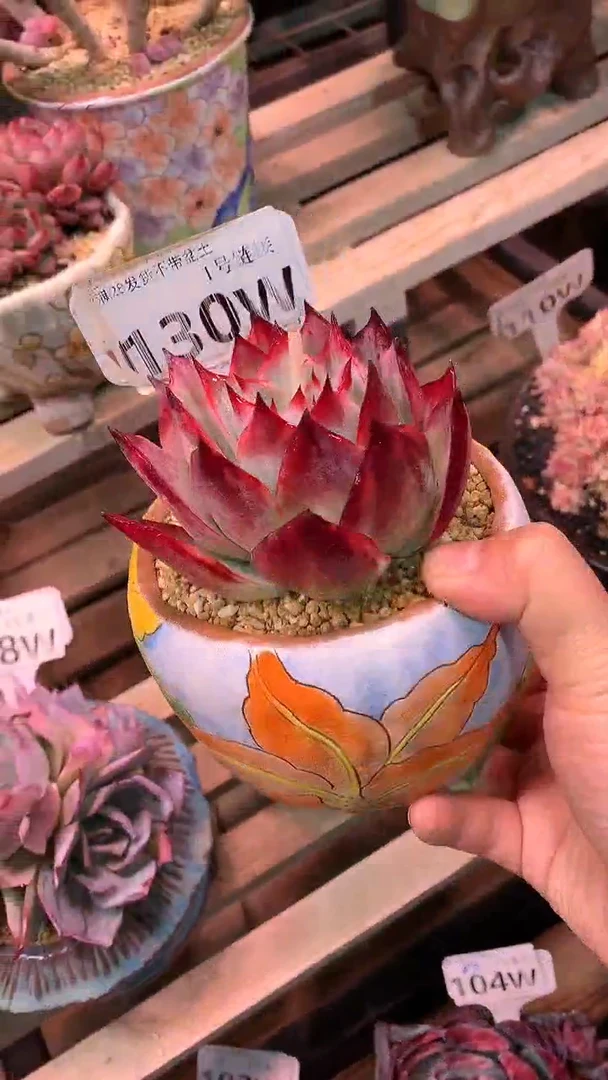 【闪购商品】130WWW