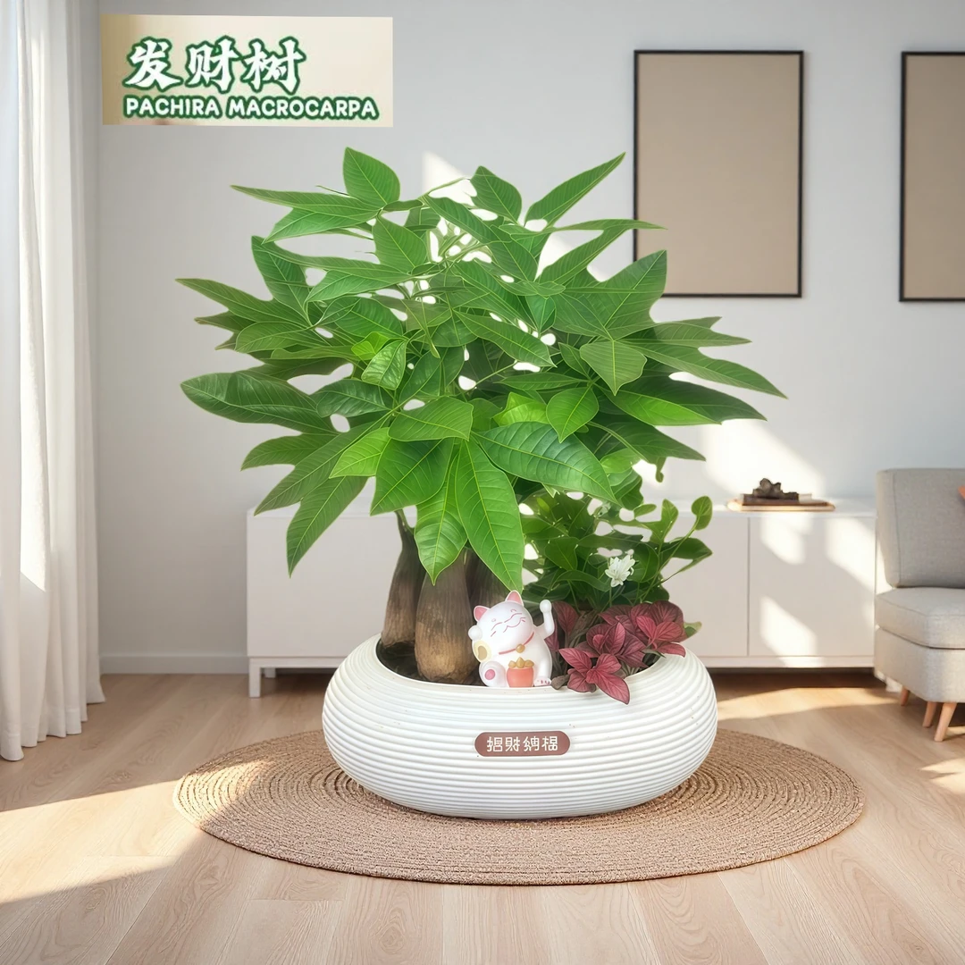 【发财树组合盆栽】绿植九里香（30~40CM）办公桌面盆栽好养常青康