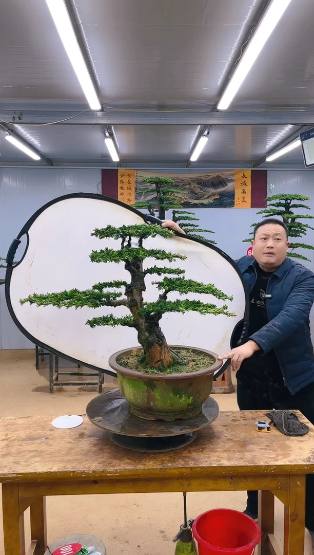 【闪购商品】精品盆景  一物一拍