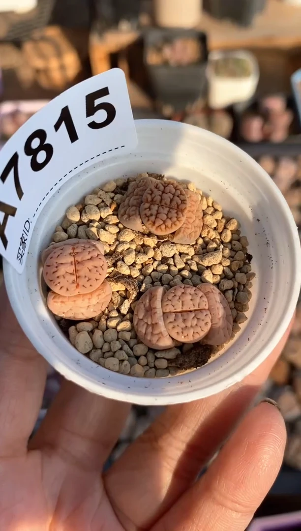 【闪购商品】7815直播一物一拍