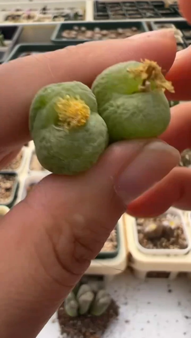 431好看的多肉冲冲冲