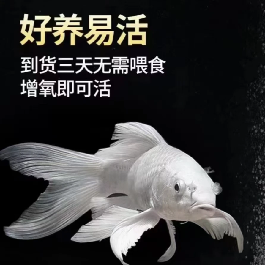 普短蝴蝶鲤石膏白观赏鱼包邮冷水鱼包活