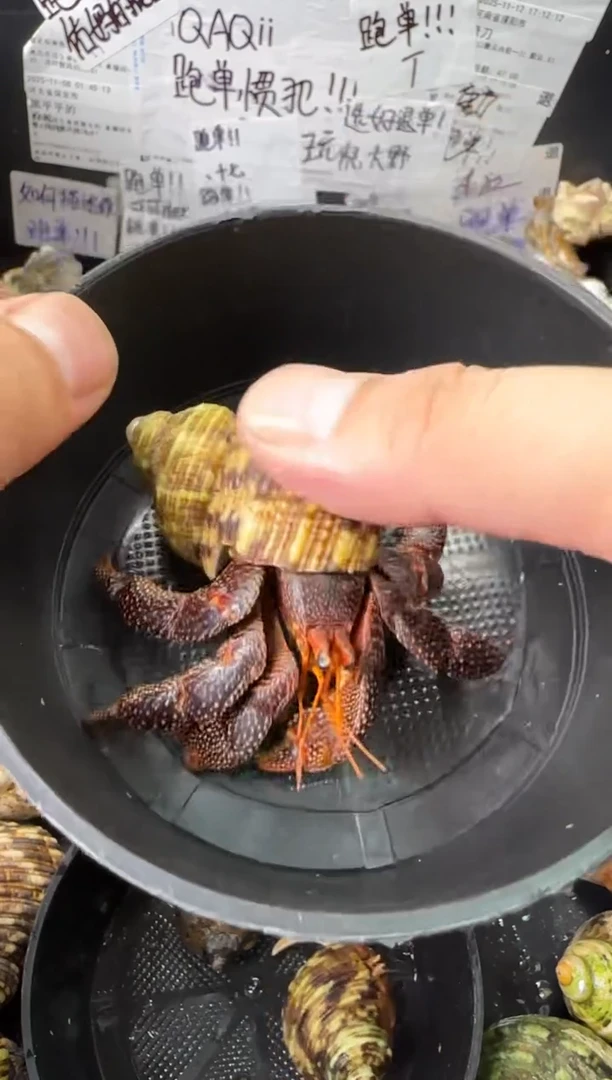 2.9口黑莓一只，不包全品