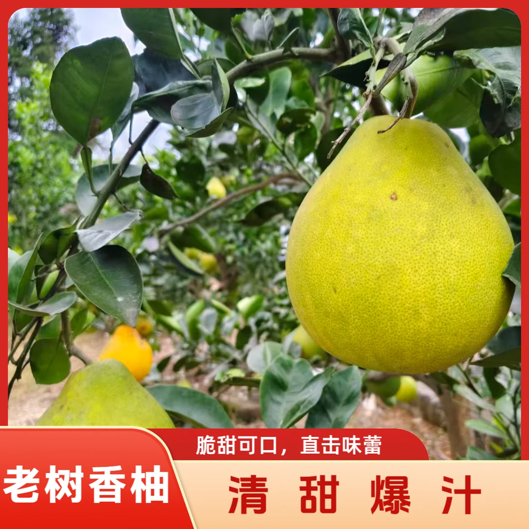 【果王柚】正宗万山香柚金兰柚子当季水果爆汁脆甜铜仁产地直发包邮