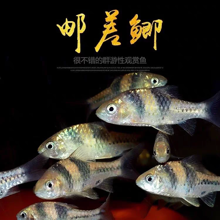邮差鲫鱼印尼进口原生观赏鱼淡水鱼樱桃鲫彩虹鲫冷水鱼邮票鲫活体
