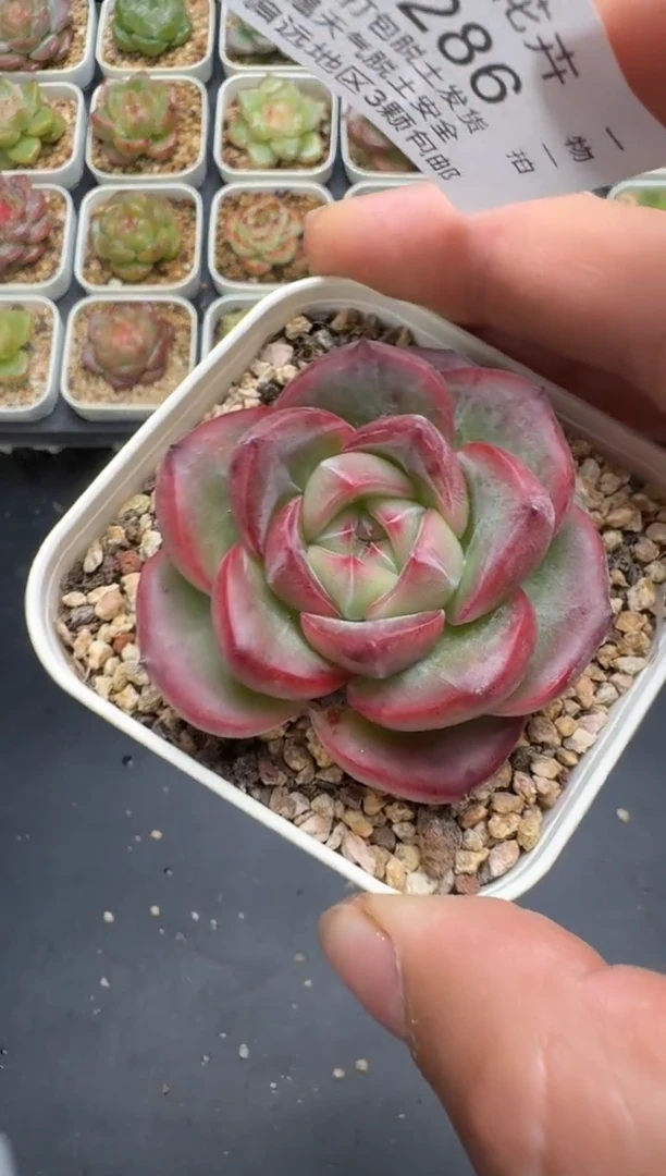 286G云禹多肉植物 脱土纸巾打包 3颗包邮