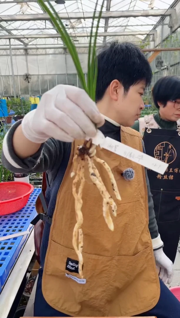 当前无花朵，栽培后可花朵柳*倩云，，，柳絮