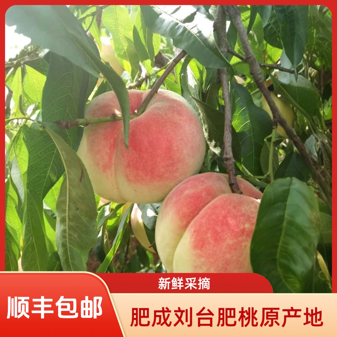 【顺丰发货】肥城肥桃新鲜现摘直发脆甜当季应季水果整箱蜜桃发货