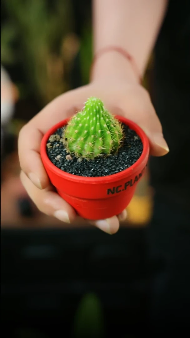 无花朵荧光球（福利