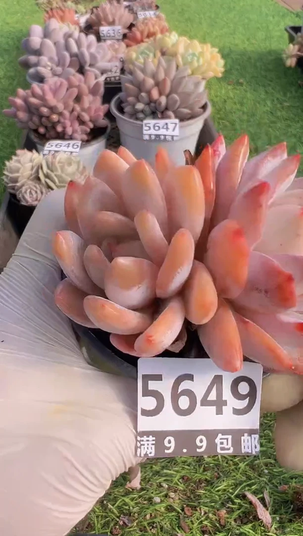 【闪购商品】信福多肉一物一拍