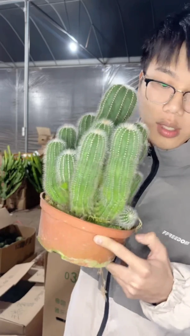 【闪购商品】银冠群生 16-20cm