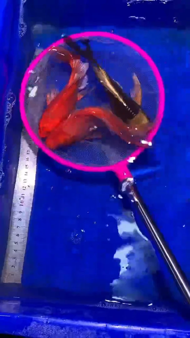 蝴蝶鲤鱼蝴蝶鲤直播选鱼专用链接 凭开箱视频售后