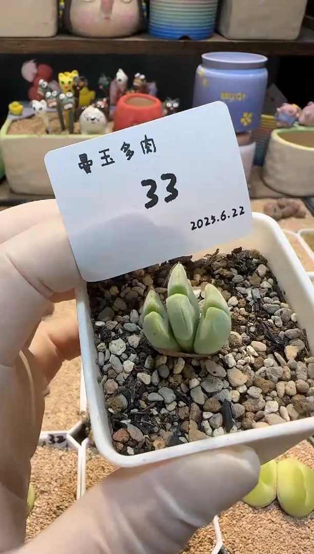 一***晴25.6.22-33多肉多肉