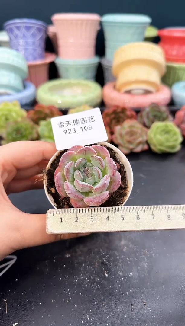 923-108青山（冠幅5cm）