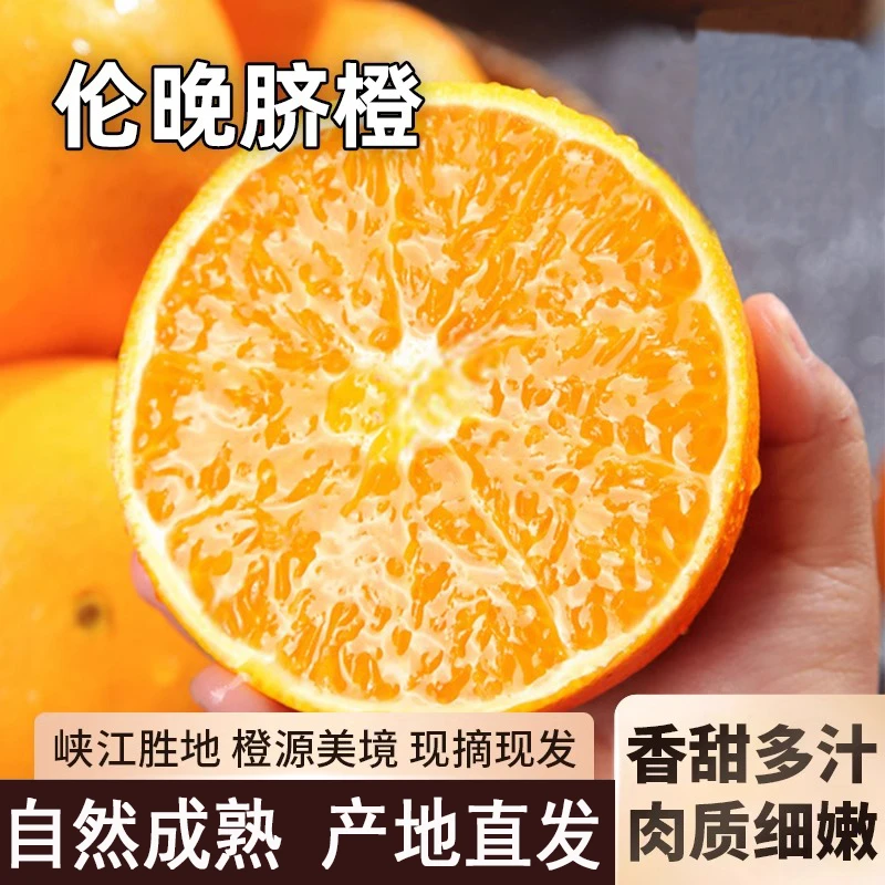 伦晚脐橙当季现摘湖北橙子新鲜水果超甜多汁大果整箱手剥橙包邮