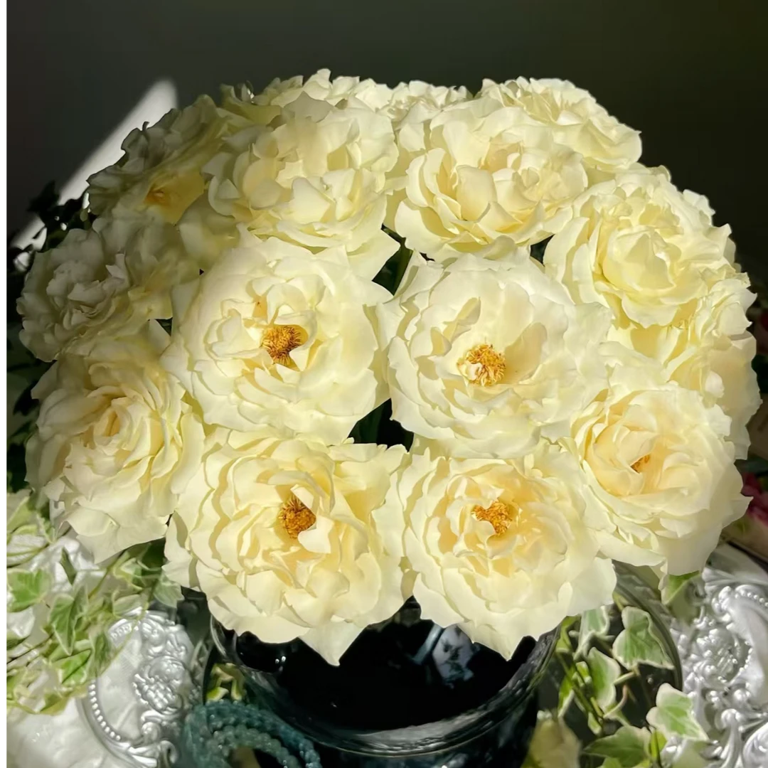 【独鬏鬏优选】云南稀有鲜花 [柠檬冰沙] 单头玫瑰   顺丰冷链配送