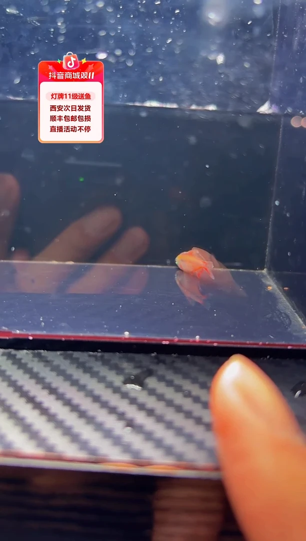 灯科鱼?****菜金头超红1条