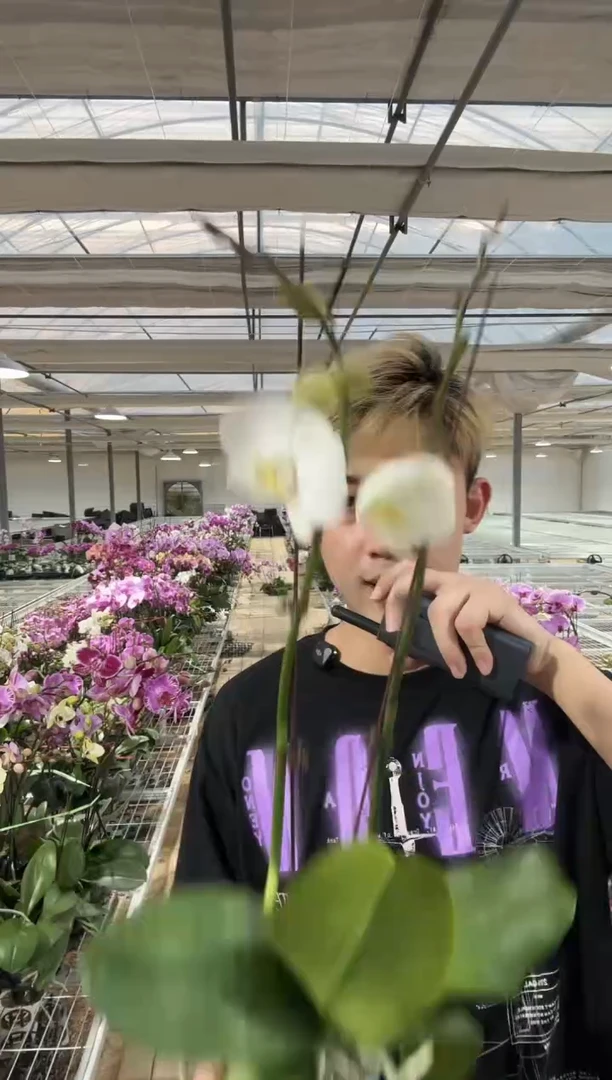 完全开放双花剑大白花