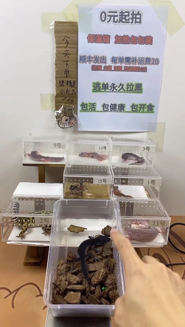 豹纹守宫豹纹守宫幼苗亚成体成体肥尾